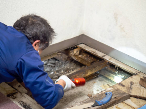 Best Residential Mold Remediation in Bayonne, NJ