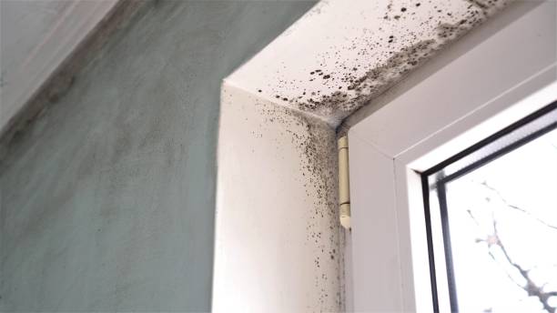 Best Attic Mold Remediation in Bayonne, NJ