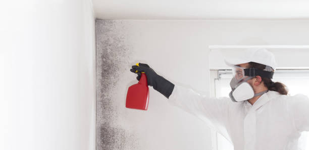 Best Commercial Mold Remediation in Bayonne, NJ
