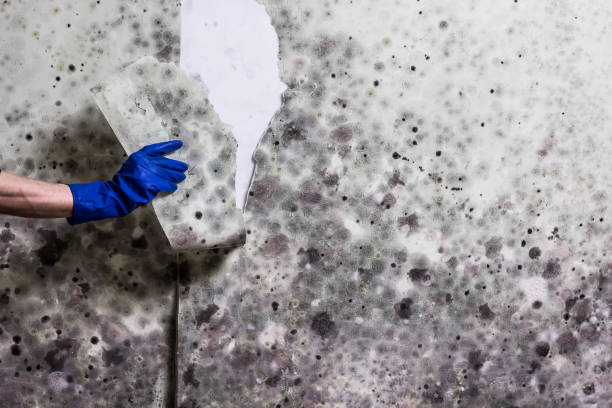 Professional Mold Remediation in Bayonne, NJ